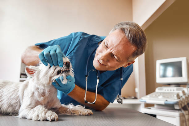 Best Emergency Treatment for Toothache in Pigeon, MI